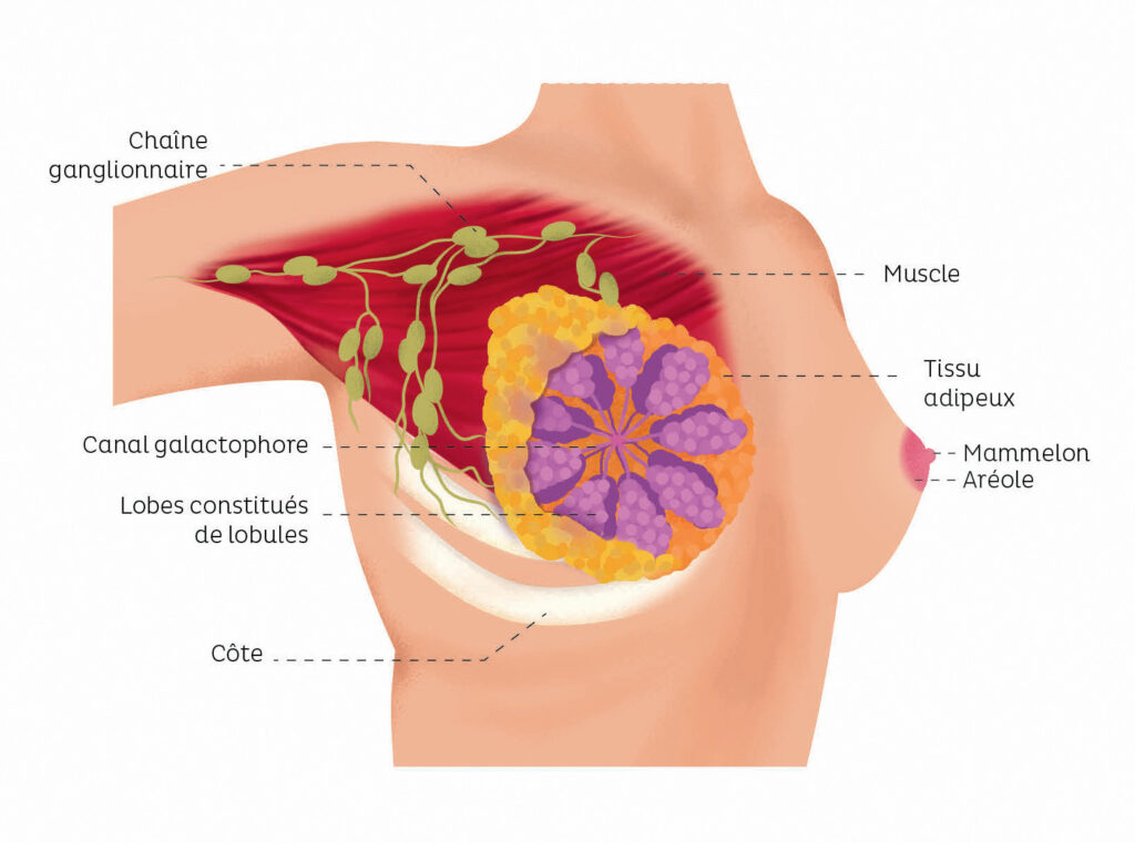 anatomie du sein