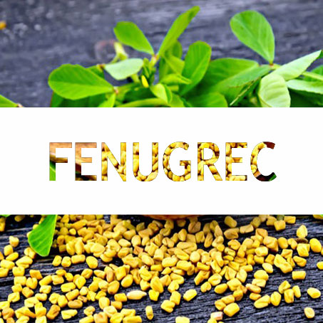 Tout savoir et comprendre sur le fenugrec
